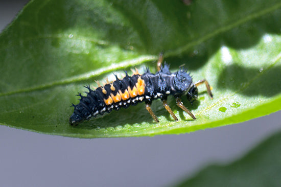 Nahaufnahme einer schwarz-blauen Marienkäferlarve mit orangen Flecken auf einem grünen Blatt
