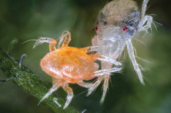 Nahaufnahme einer roten Milbe und einer Raubmilbe auf einem Pflanzenstängel