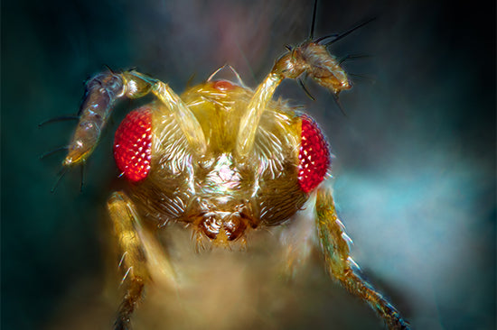 Nahaufnahme eines Schlupfwespenkopfs mit großen roten Facettenaugen und gelblich-transparentem Körper