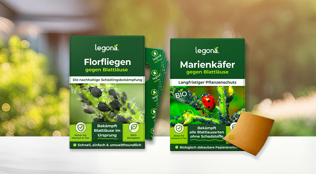 Zwei grüne Verpackungen von Legona Pflanzenschutzmitteln gegen Blattläuse mittels Florfliegen und Marienkäfer