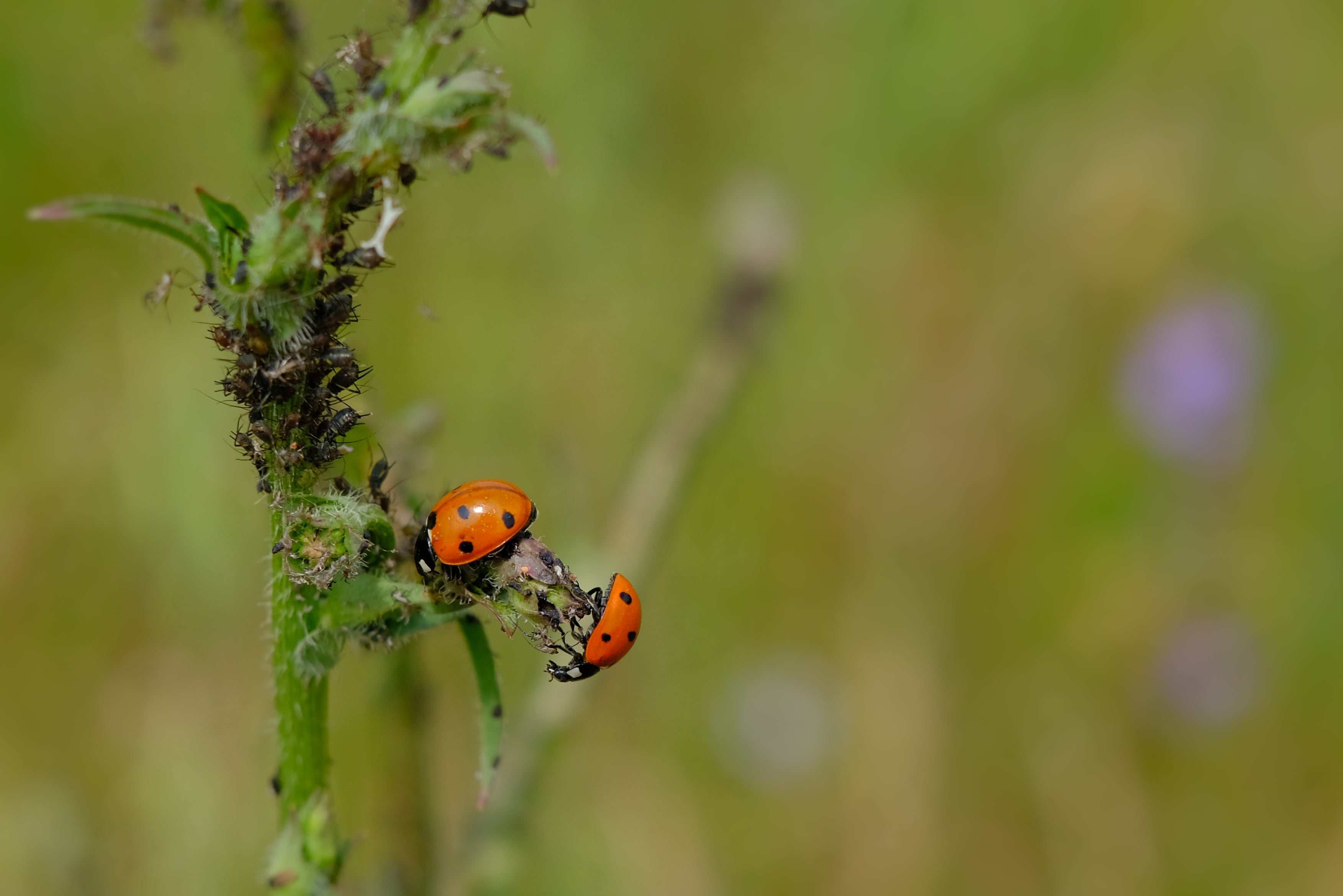Zwei Marienkäfer auf einem grünen Pflanzenstängel vor unscharfem Hintergrund