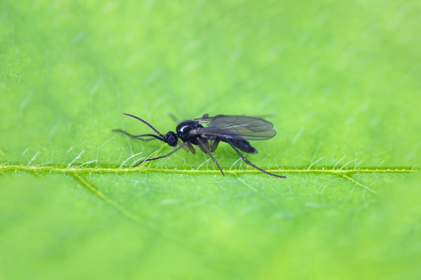 Schwarze Fliege mit durchsichtigen Flügeln auf einem grünen Blatt