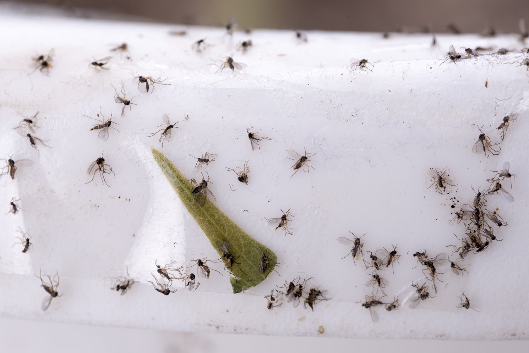 Viele kleine Trauermücken auf einer weißen Oberfläche mit einem grünen Blattstück