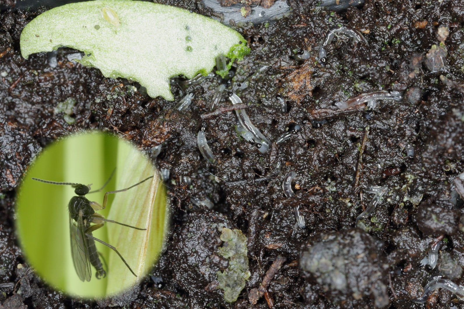 Schwarze Trauermücke auf feuchtem, dunklem Boden mit einem grünen Blatt im Hintergrund