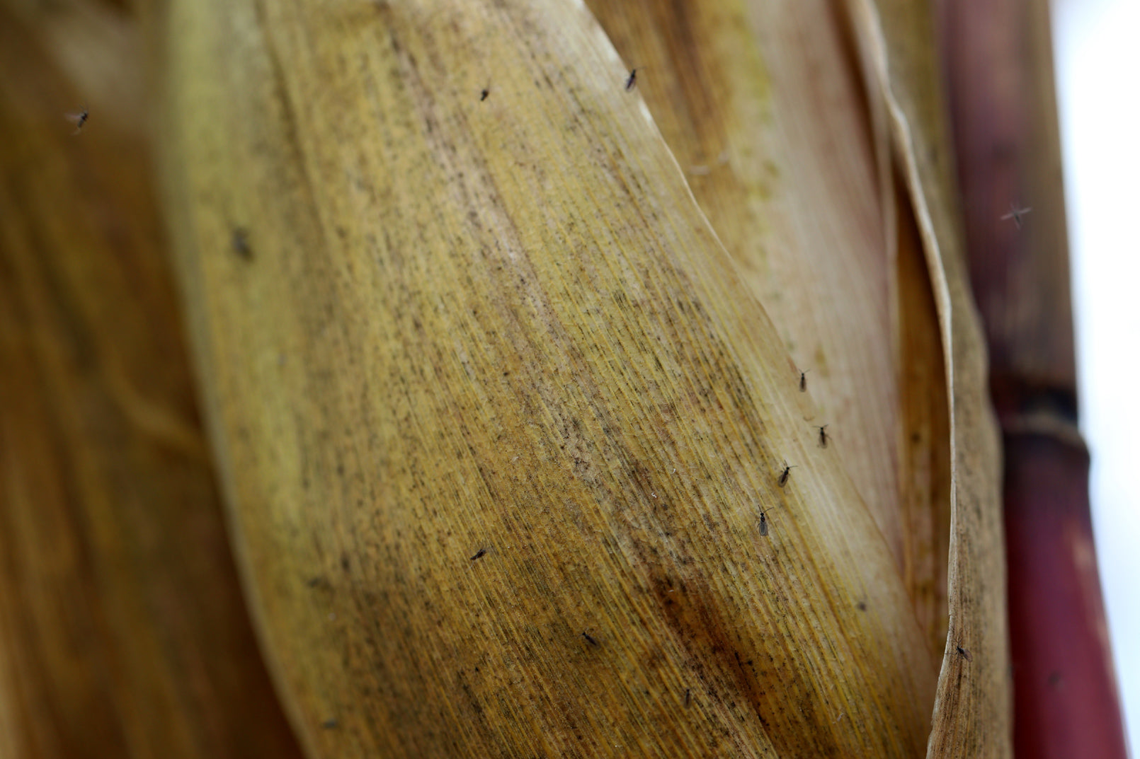 Nahaufnahme einer getrockneten, braunen Bananenblüte mit sichtbaren Fasern und Trauermückenbefall