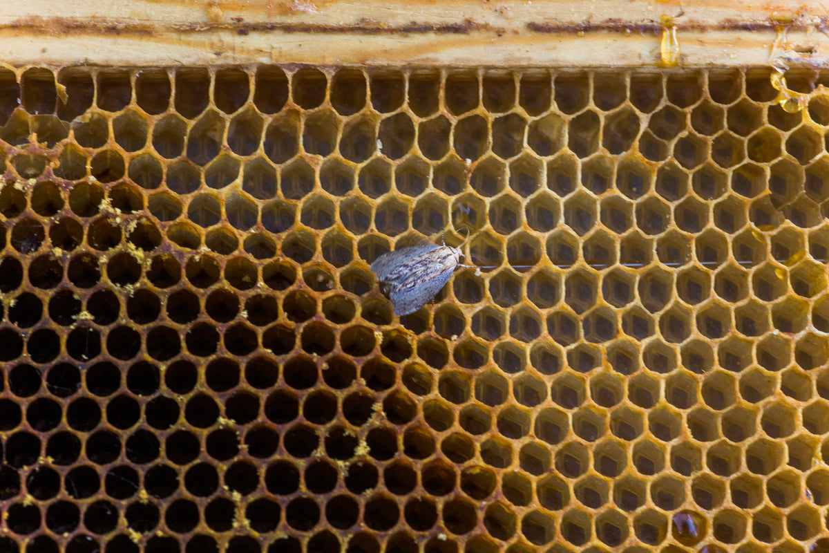 Wachsmotten Erkennen Und Bek mpfen Bienenfreundlich Ans Ziel wachsmotten-erkennen-und-bek-mpfen-bienenfreundlich-ans-ziel