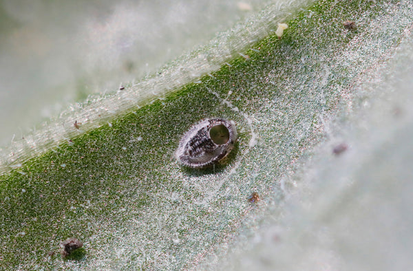 Nahaufnahme der Puppe der Weißen Fliege auf einer grünen Blattoberfläche mit feinen Haaren