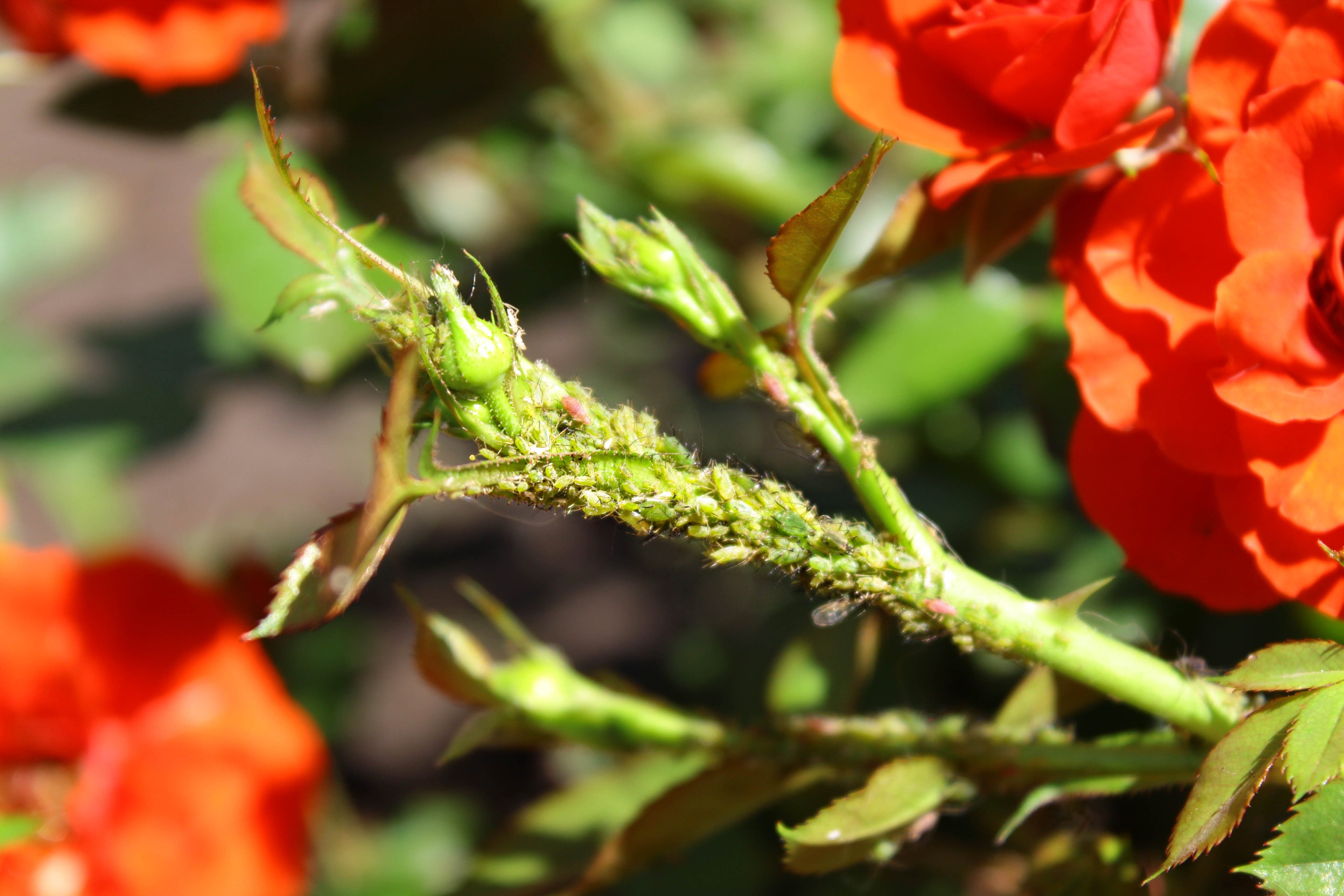 Blattläuse erkennen - Ein Leitfaden zur Bekämpfung