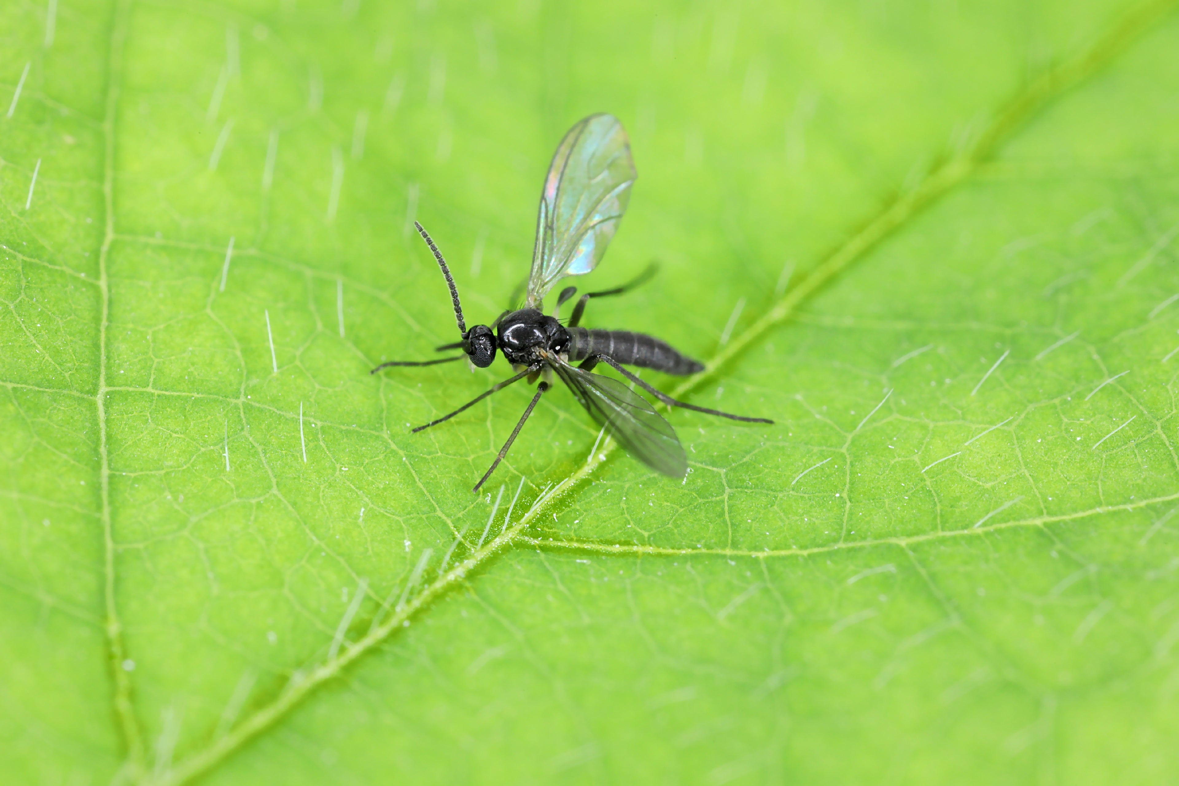 Schwarze Fliege mit durchsichtigen Flügeln auf grünem Blatt