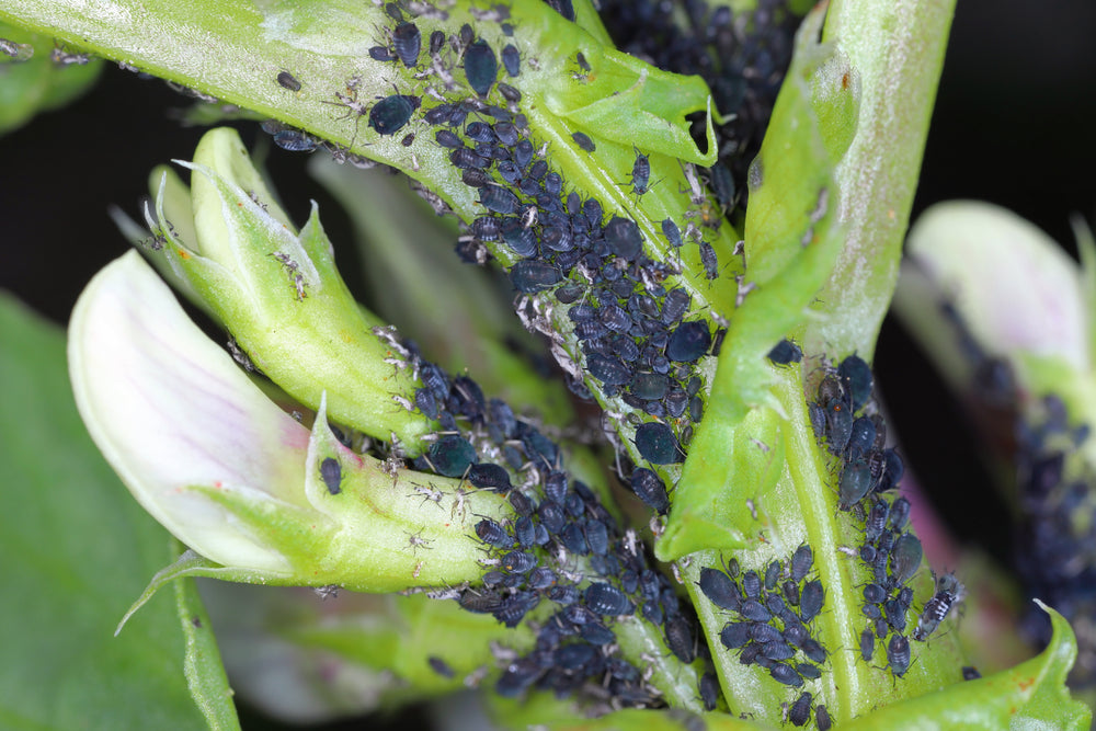 Blattläuse erkennen - Ein Leitfaden zur Bekämpfung