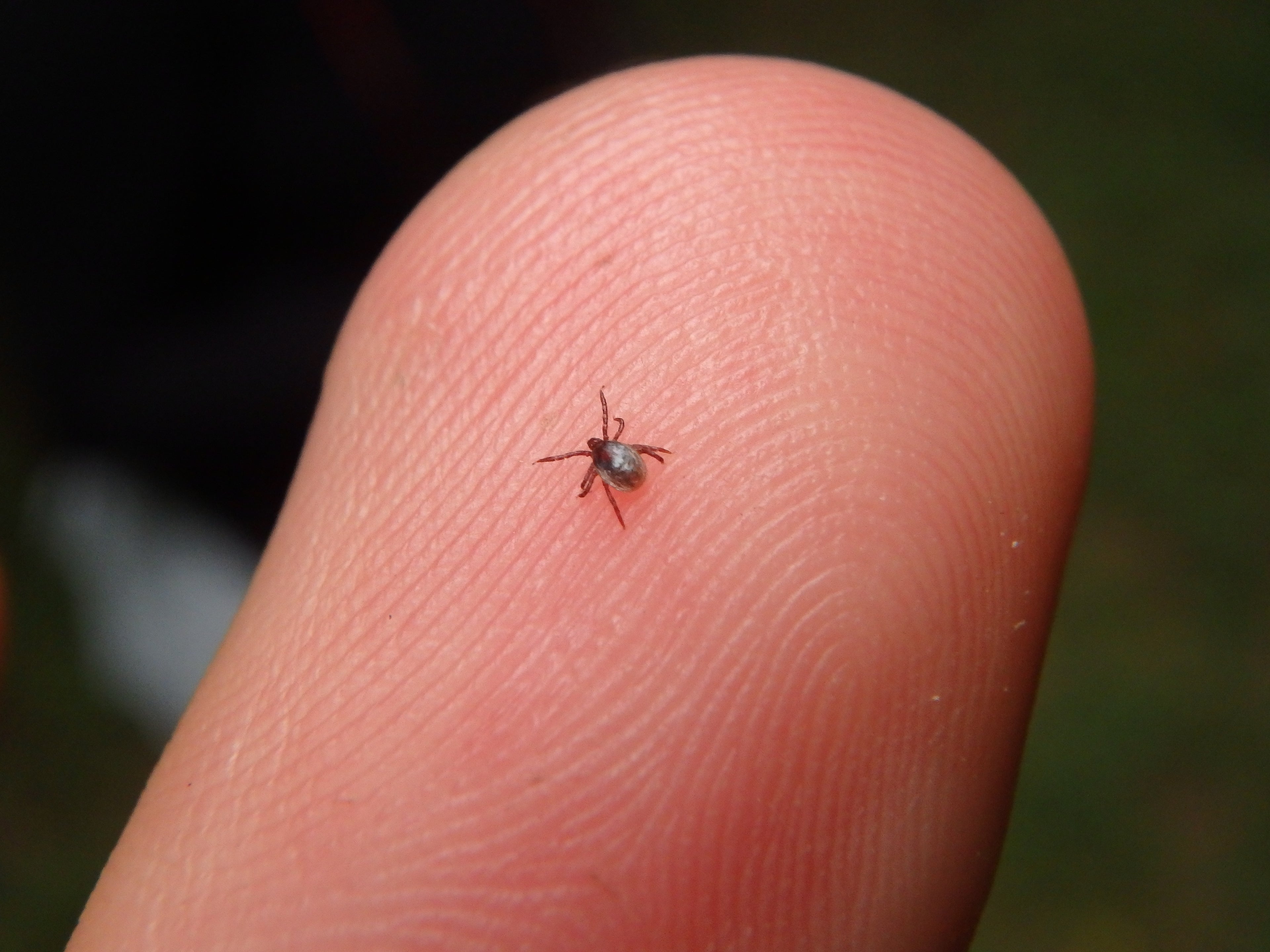 Kleine Zeckenlarve auf der Spitze eines menschlichen Fingers